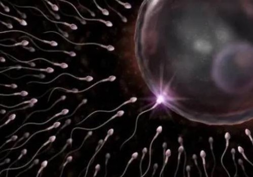 上海代怀生子机构：﻿4aa囊胚移植成功率多高，一文带你了解